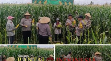 Wujudkan Ketahanan Pangan, Polsek Abiansemal Dampingi Warga Panen Raya Jagung