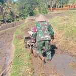 Demi Swasembada Pangan, Babinsa Jatiluwih Bantu Petani Garap Sawah 90 Are dengan Traktor